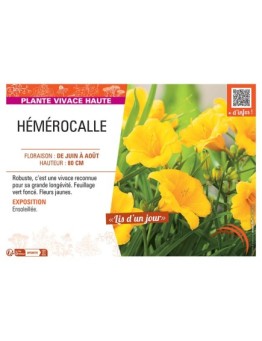 HEMEROCALLE (jaune)