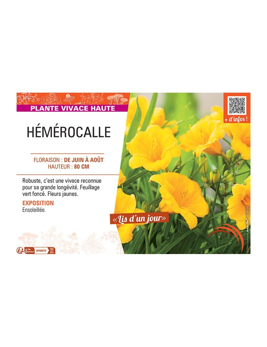 HEMEROCALLE (jaune)