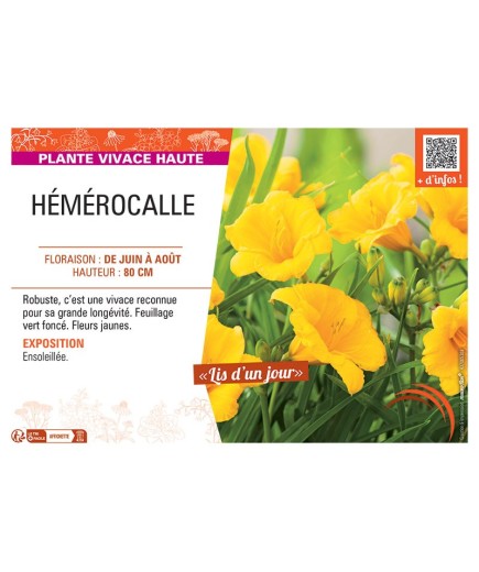 HEMEROCALLE (jaune)
