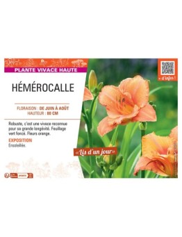 HEMEROCALLE (orange)