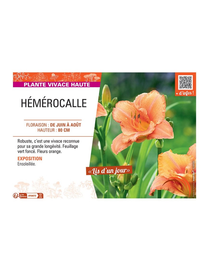 HEMEROCALLE (orange)