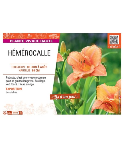 HEMEROCALLE (orange)