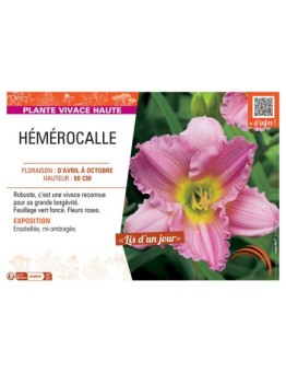 HEMEROCALLE (rose)