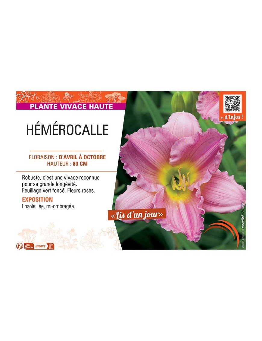 HEMEROCALLE (rose)