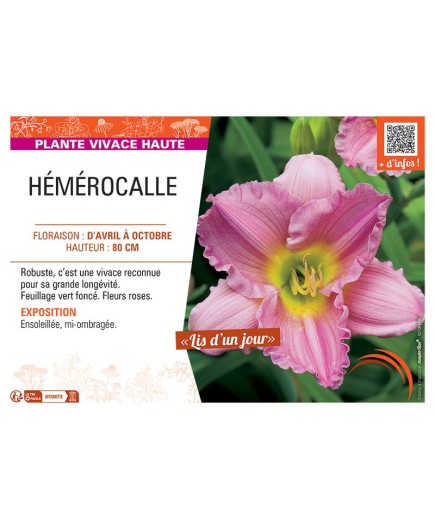 HEMEROCALLE (rose)