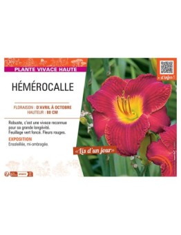 HEMEROCALLE (rouge)