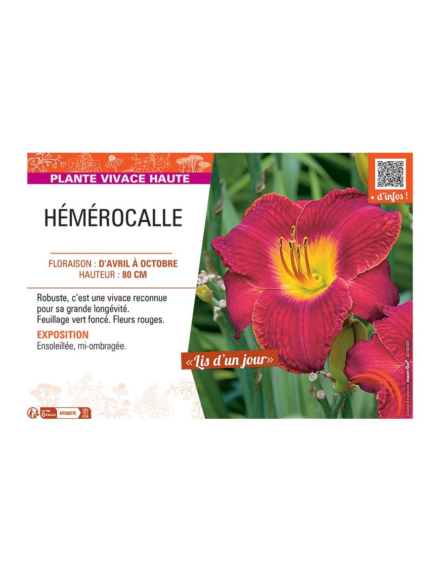 HEMEROCALLE (rouge)