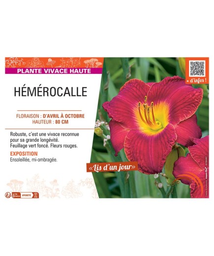 HEMEROCALLE (rouge)