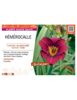 HEMEROCALLE (violet)