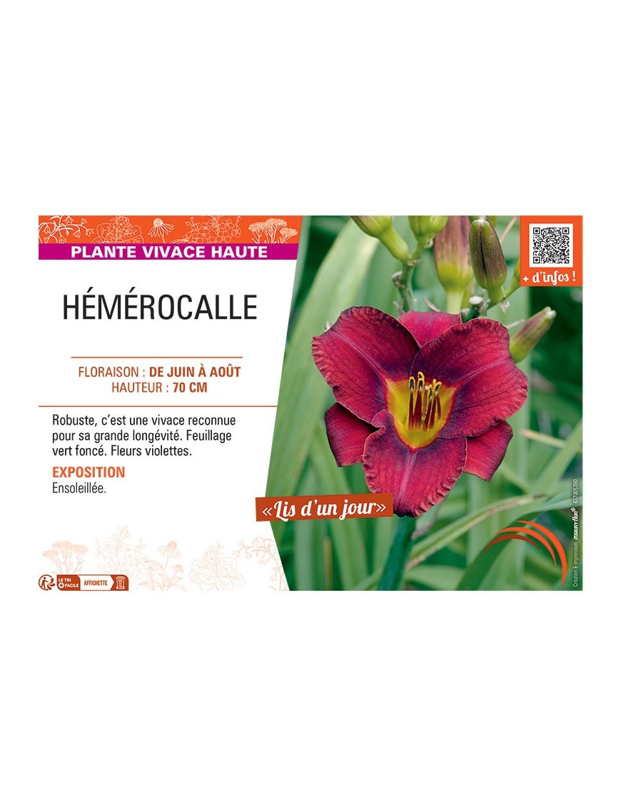 HEMEROCALLE (violet)