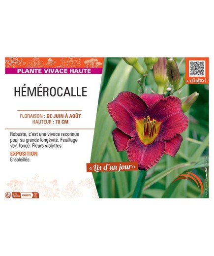 HEMEROCALLE (violet)