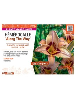 HEMEROCALLE ALONG THE WAY
