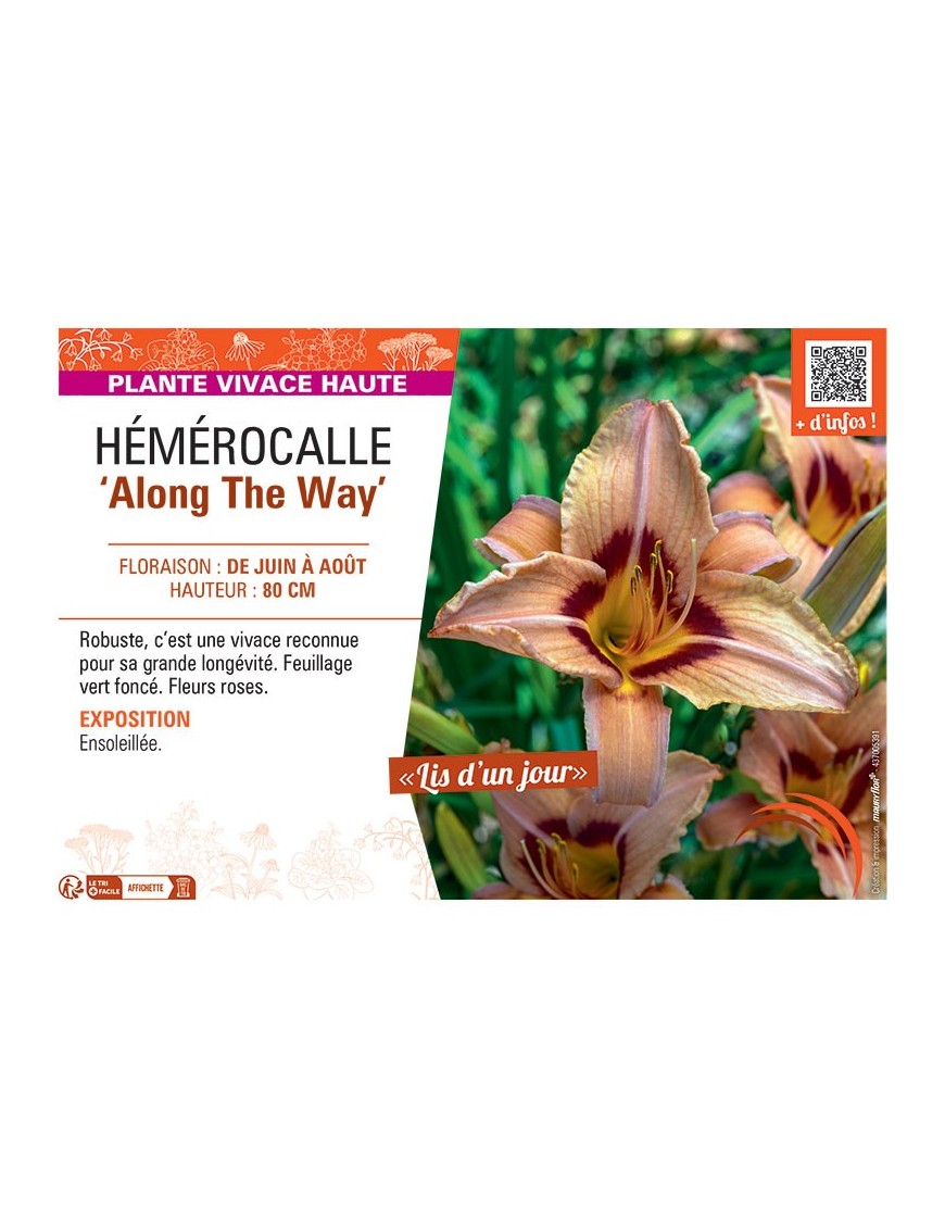 HEMEROCALLE ALONG THE WAY