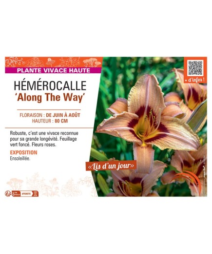 HEMEROCALLE ALONG THE WAY