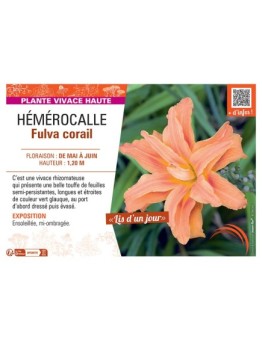 HEMEROCALLE FULVA CORAIL