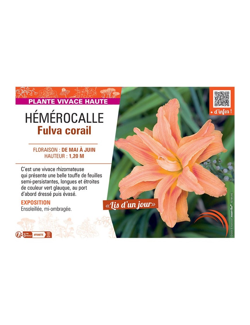 HEMEROCALLE FULVA CORAIL