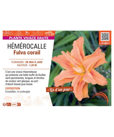 HEMEROCALLE FULVA CORAIL
