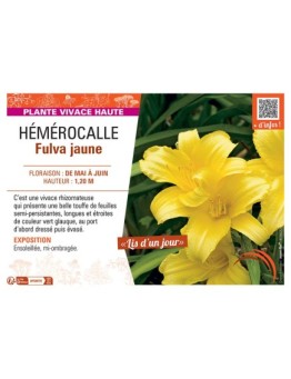 HEMEROCALLE FULVA JAUNE