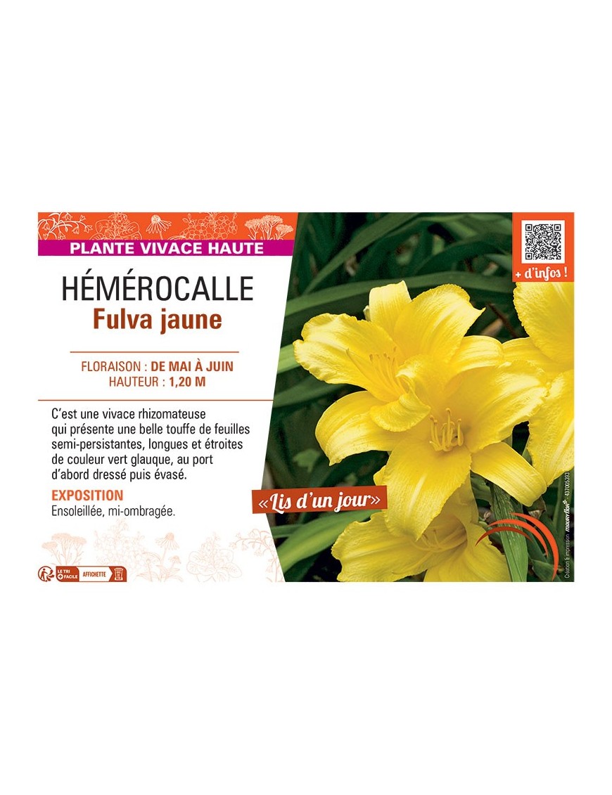 HEMEROCALLE FULVA JAUNE