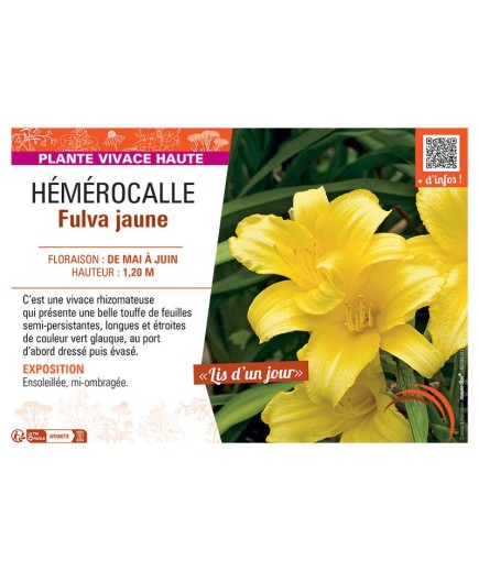 HEMEROCALLE FULVA JAUNE