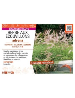 HERBE AUX ECOUVILLONS ADVENA