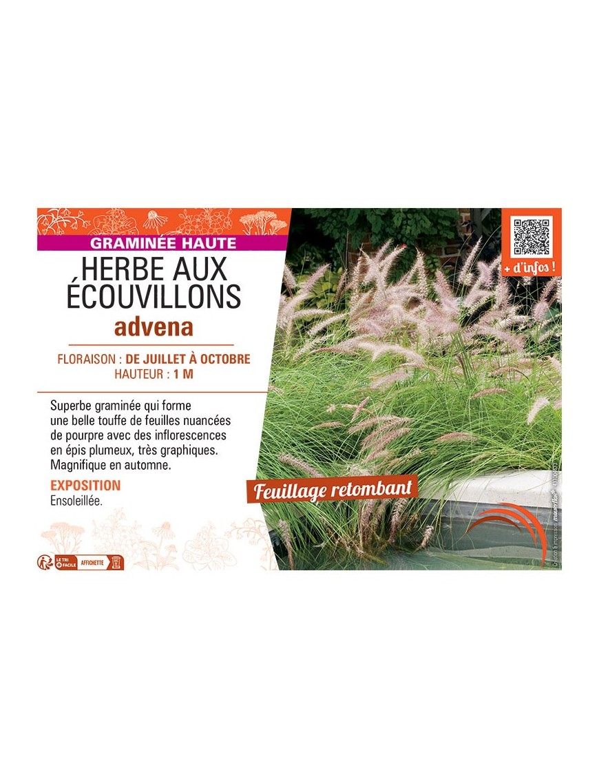 HERBE AUX ECOUVILLONS ADVENA