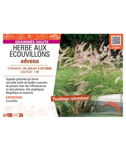 HERBE AUX ECOUVILLONS ADVENA