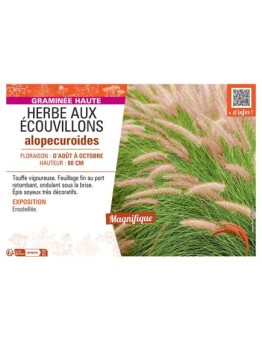 HERBE AUX ECOUVILLONS ALOPECUROIDES