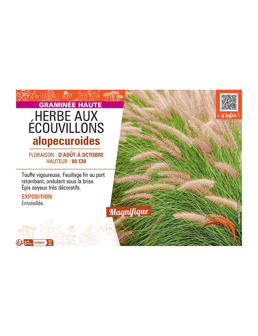 HERBE AUX ECOUVILLONS ALOPECUROIDES