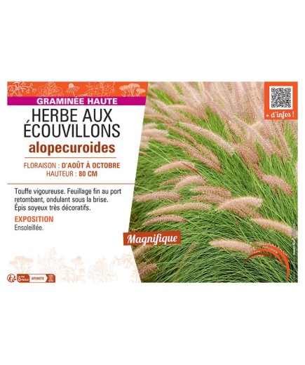 HERBE AUX ECOUVILLONS ALOPECUROIDES