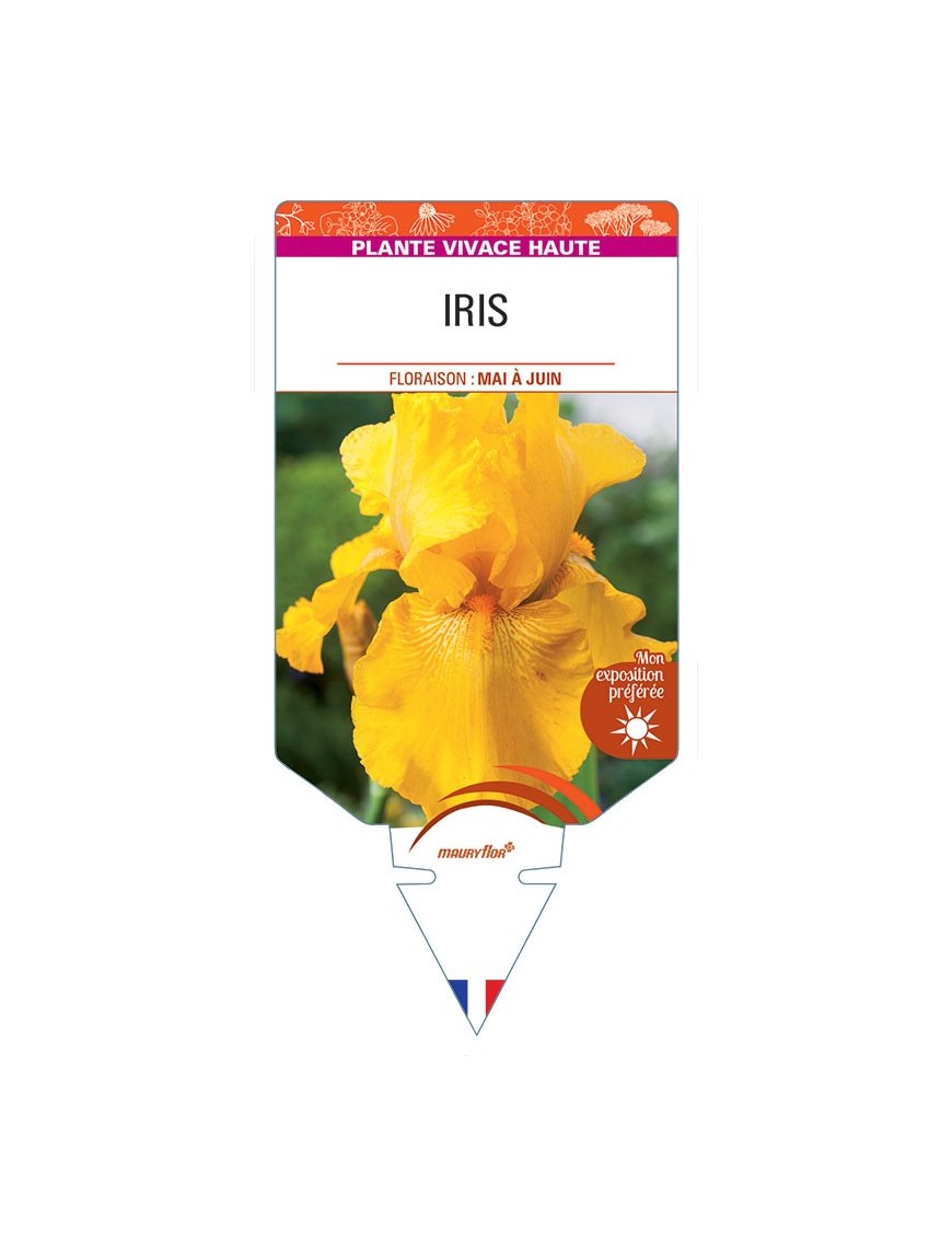 IRIS (germanica jaune vif)
