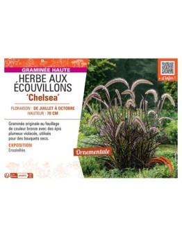 HERBE AUX ECOUVILLONS CHELSEA