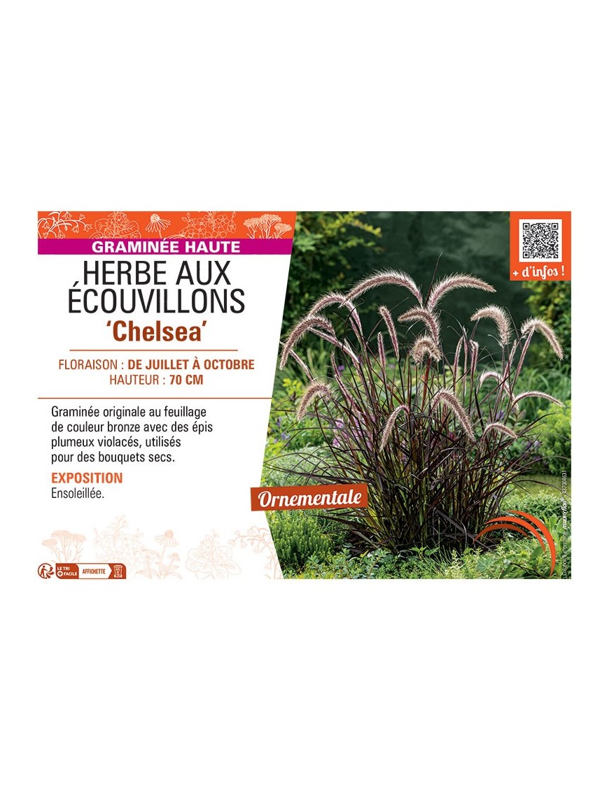 HERBE AUX ECOUVILLONS CHELSEA