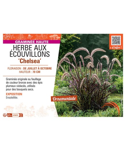 HERBE AUX ECOUVILLONS CHELSEA