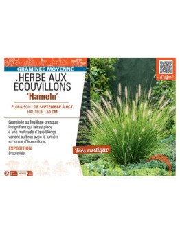HERBE AUX ECOUVILLONS HAMELN
