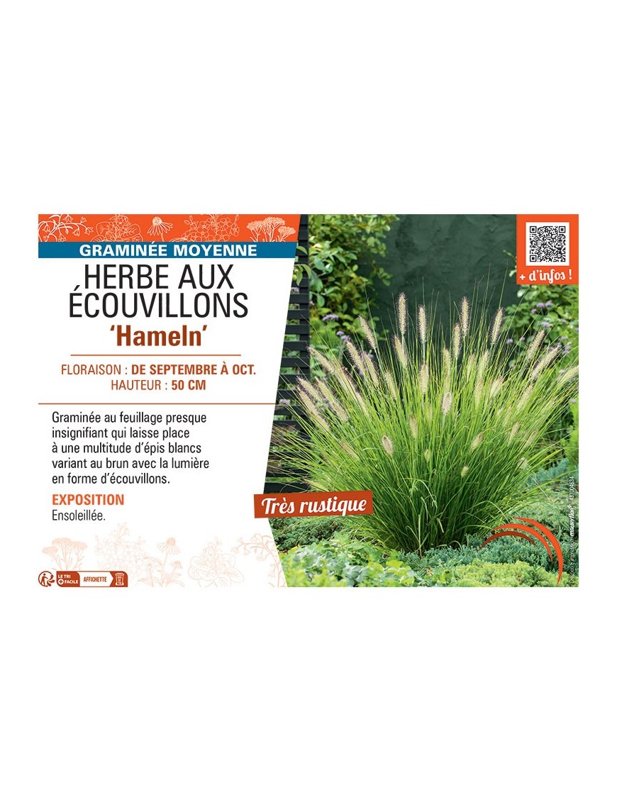 HERBE AUX ECOUVILLONS HAMELN