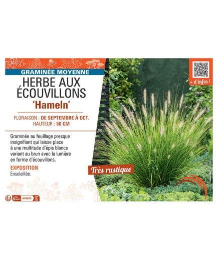 HERBE AUX ECOUVILLONS HAMELN