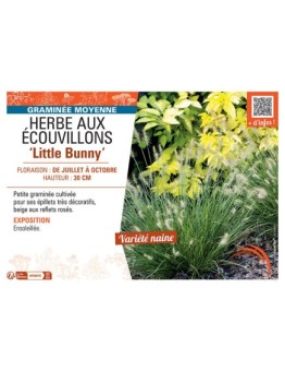 HERBE AUX ECOUVILLONS LITTLE BUNNY