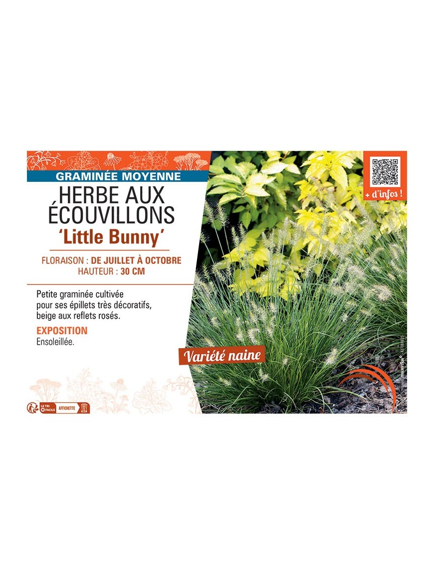 HERBE AUX ECOUVILLONS LITTLE BUNNY