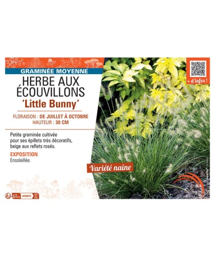 HERBE AUX ECOUVILLONS LITTLE BUNNY