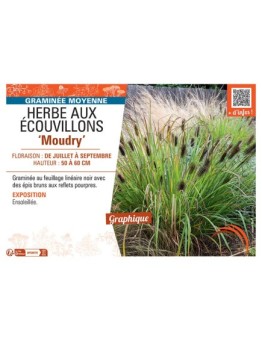 HERBE AUX ECOUVILLONS MOUDRY