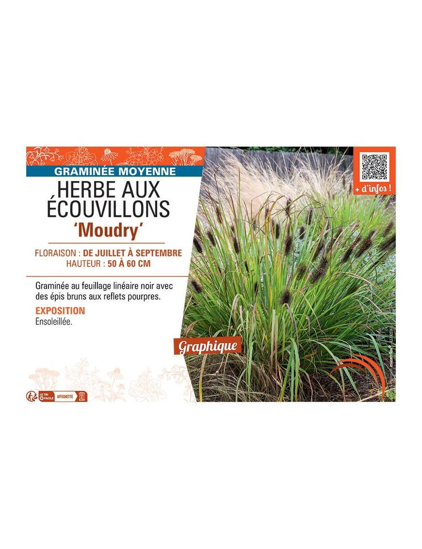 HERBE AUX ECOUVILLONS MOUDRY