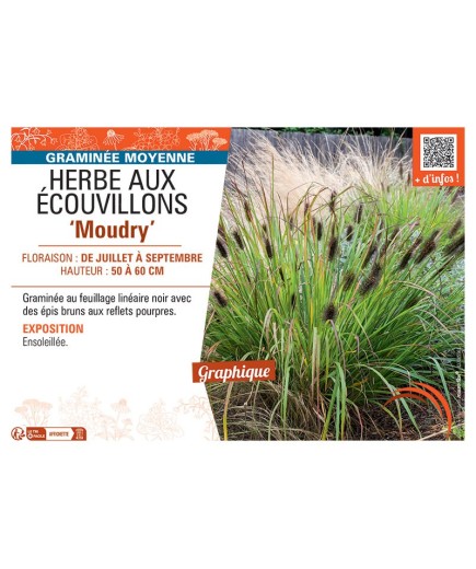 HERBE AUX ECOUVILLONS MOUDRY
