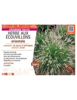 HERBE AUX ECOUVILLONS ORIENTALE