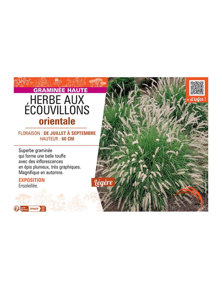 HERBE AUX ECOUVILLONS ORIENTALE