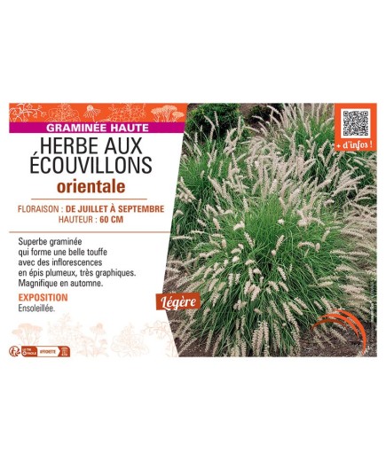 HERBE AUX ECOUVILLONS ORIENTALE