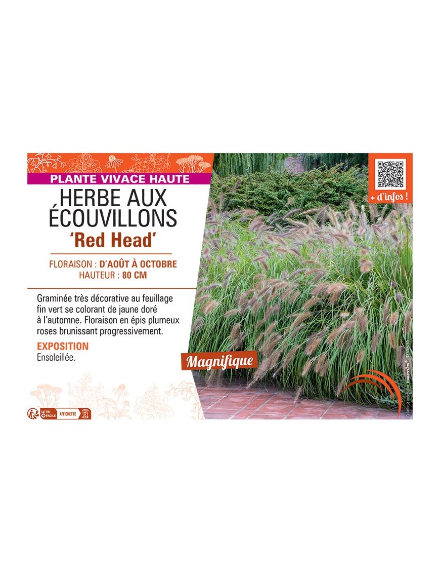 HERBE AUX ECOUVILLONS RED HEAD