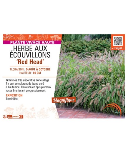HERBE AUX ECOUVILLONS RED HEAD