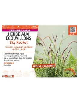 HERBE AUX ECOUVILLONS SKY ROCKET