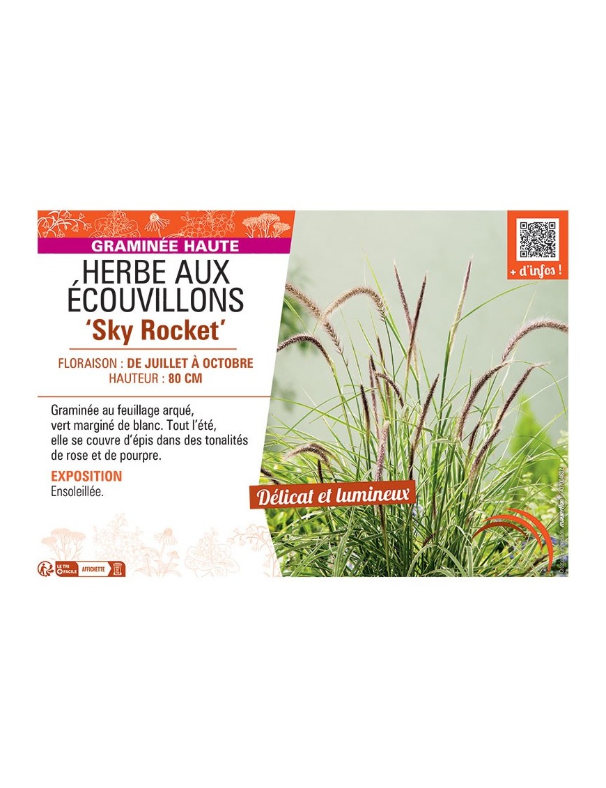 HERBE AUX ECOUVILLONS SKY ROCKET